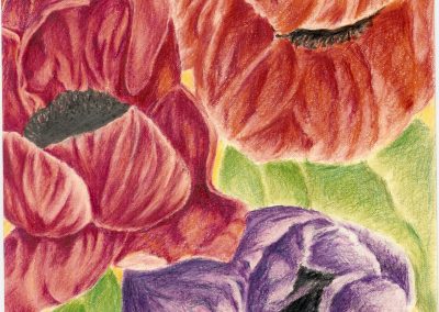 FLORAL SERIES:  POPPIES