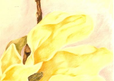 FLORAL SERIES: YELLOW MAGNOLIA